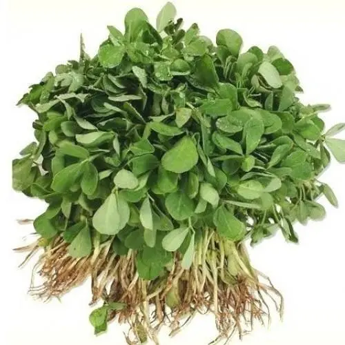 Import Fresh Fenugreek Methi India