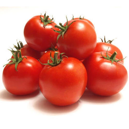 Import Indian Tomatoes Export